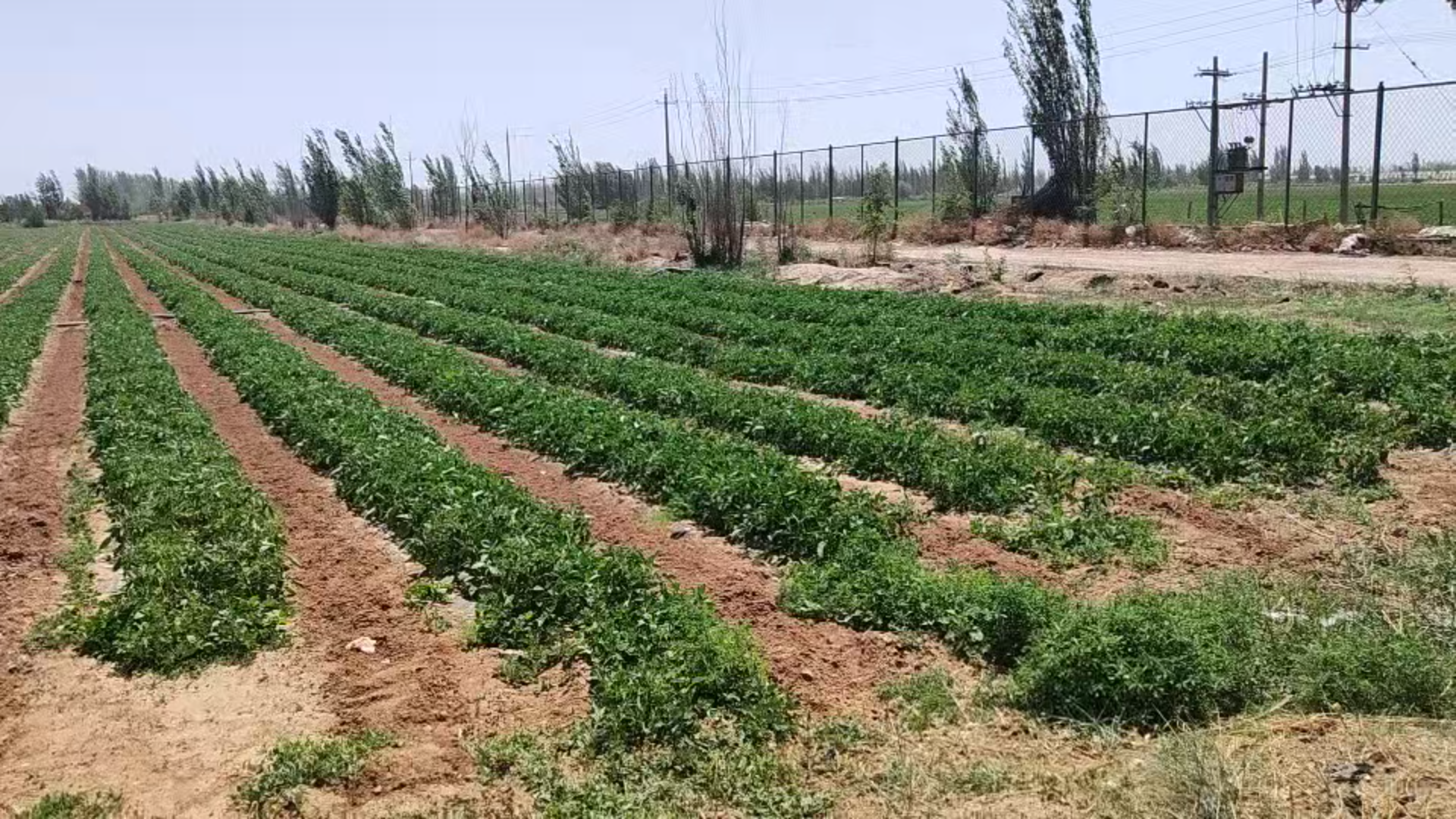 内蒙放的的番茄基地和红椒基地，用药管理全部按欧盟新出的农残要求来管控